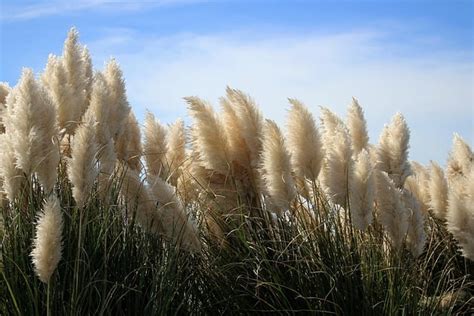 Exploring The Vastness The Largest Grasslands In The World Nature