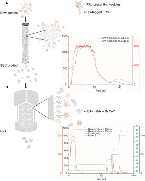 Scheme Of Two Step FPLC Purification Of His Tagged Vesicles A