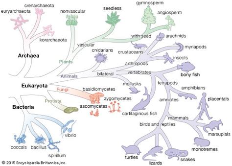 Domain Tree Of Life According To The Three Domain System Students