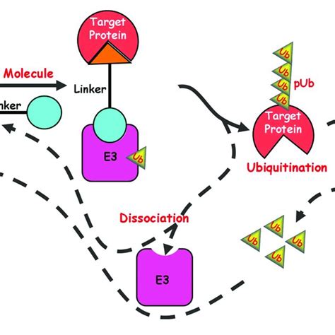 Pdf Opportunities And Challenges Of Small Molecule Induced Targeted Protein Degradation