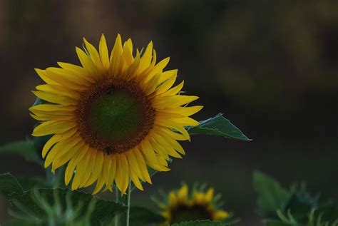 Sunflower field view 12709787 Stock Photo at Vecteezy