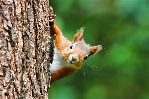 Work To Bring Back Red Squirrels Gets High Praise