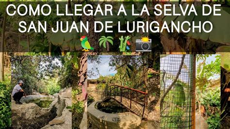 C Mo Llegar A La Selva Escondida De San Juan De Lurigancho Con S