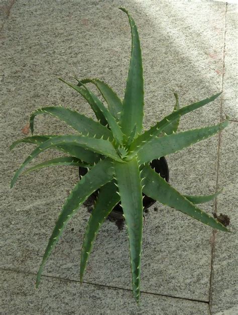 Aloe Vera Agave Pflanze Kaufen Auf Ricardo