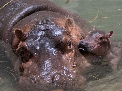 Fiona the hippo's little brother has a name after a worldwide contest : NPR