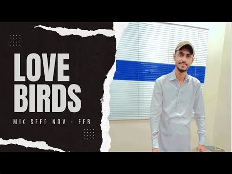 Love Birds Mix Seeds November To February Vlog By Mm Aviary Youtube