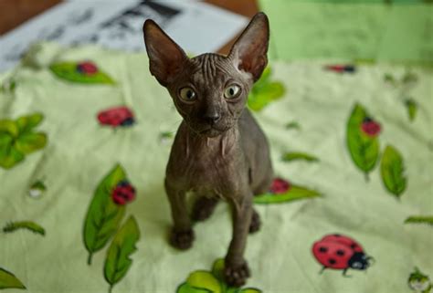 Grey Sphynx Cat: Info, Pictures, Care & Traits - Catster