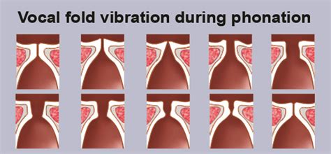 Vocal Fold Anatomy