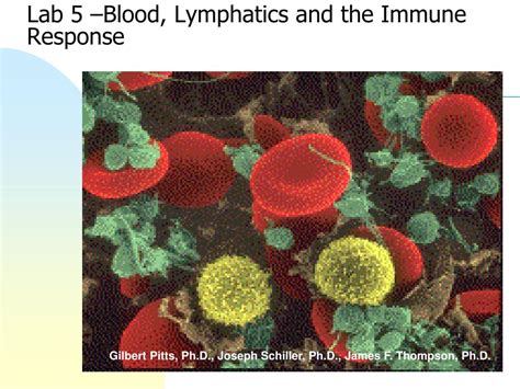 PPT Lab 5 Blood Lymphatics And The Immune Response PowerPoint