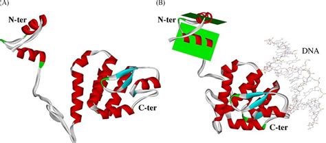 Structure Of The Seqa Protein Dna Complex A The Seqa Model Was