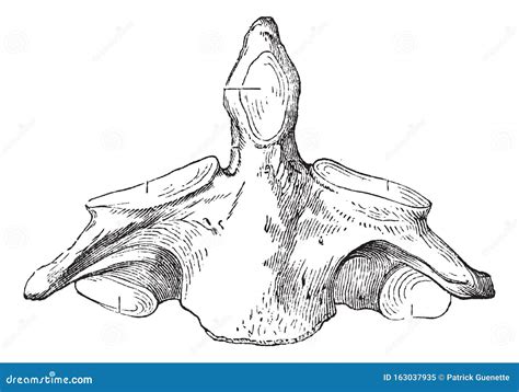 Axis Vertebra Labeled Diagram Vector Illustration Drawing