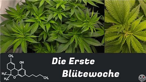 BLÜTEPHASE WOCHE 1 INDOOR GROW TEIL 9 DIY YouTube