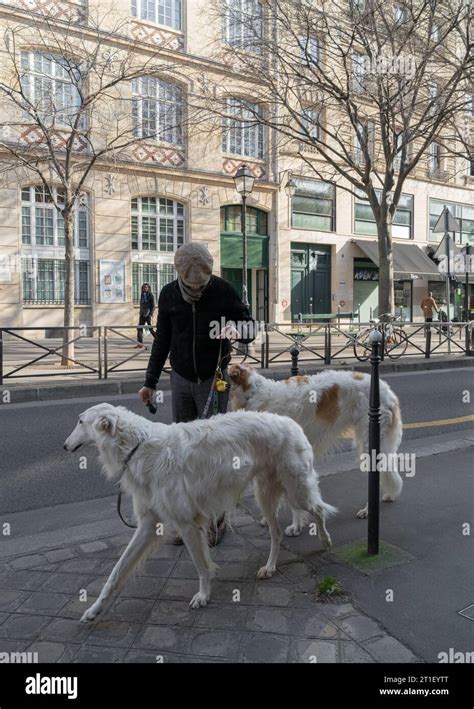 Paris France Authentic Daily Life A Man Walks His Two Beautiful Dogs