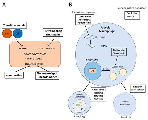 Antibiotics Free Full Text Novel Treatments Against Mycobacterium