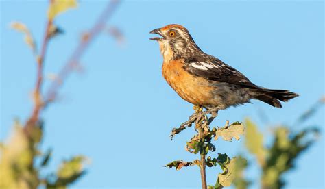 ¿Por qué algunas aves se hacen notar más en primavera? Cantos y ...