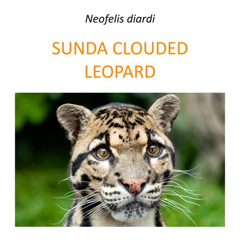 Sunda clouded leopard protection programme – Fundacja Zoo Wrocław DODO