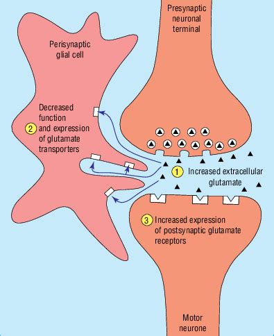 Evidence for alteration in the glutamate neurotransmitter system in ...