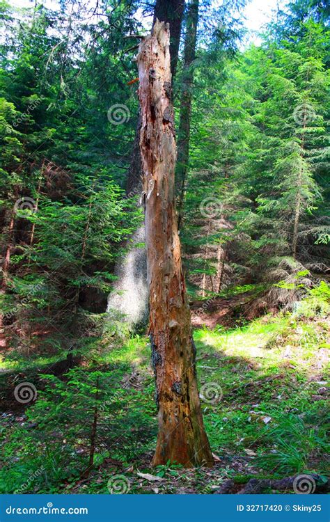 Alpine Mountain Scenery with Fir Tree Stock Photo - Image of rock, green: 32717420