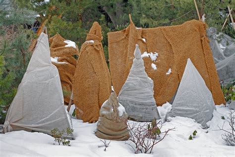 Wrapping Plants In Burlap How To Use Burlap For Protecting Plants