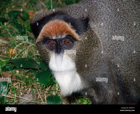 De Brazza monkey Cercopithecus neglectus Central Africa adult primate guenon African Africa ...