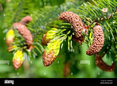 Sitka Spruce Picea Sitchensis Close Up Showing The Male Flowers And