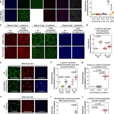 Actinin Is Required For Vinculin Recruitment Permeability Barrier