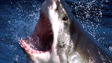 Four Great White Sharks Spotted Off The Coast Of New York And Nj