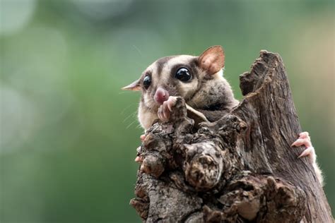 나뭇 가지에 슈가 글라이더 Petaurus Breviceps | 프리미엄 사진