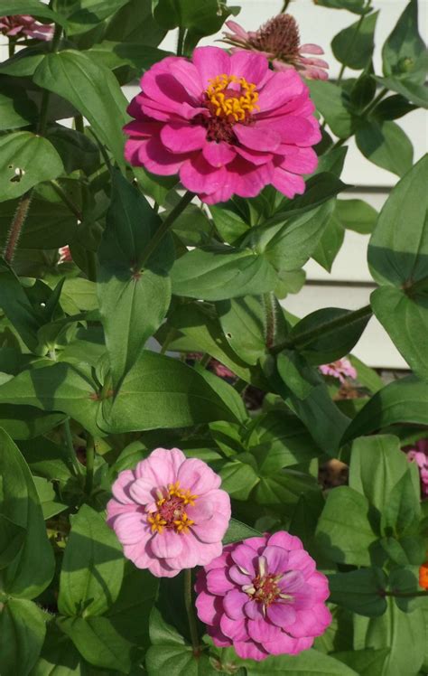 Which Plants Are The Most Deer Resistant? | Deer resistant plants, Deer