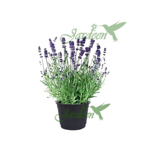 Details 300 Planta Lavanda Inglesa Abzlocal Mx