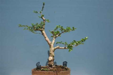 Gallery Bonsai Plants Bangalore Bonsai Trees Bangalore Buy Bonsai Plants Online