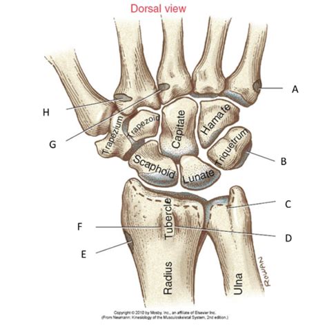 Hand Muscles: Dorsal View Diagram | Quizlet