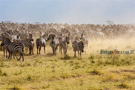 塞伦盖蒂（serengeti）国家公园 坦桑尼亚旅行网