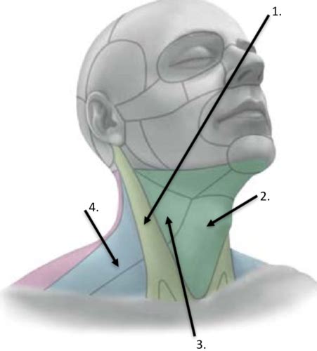 Halsregionen Und Halsdreiecke Nomenklatur Flashcards Quizlet