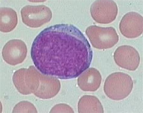 Neutrophil Maturation Flashcards Quizlet