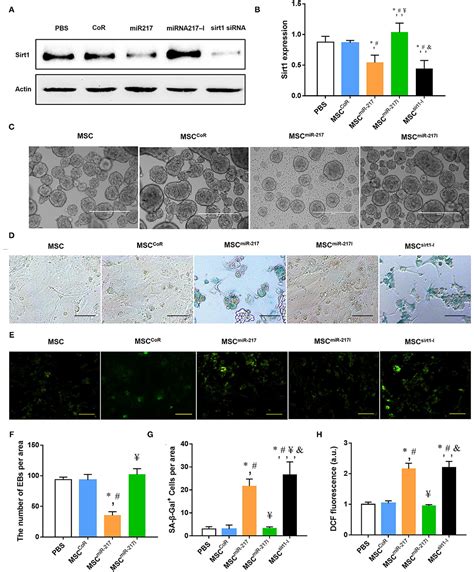 Frontiers Sustained Release Of Mir Inhibitor By Nanoparticles