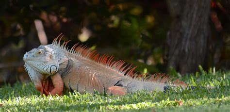 Red Iguana | Pics4Learning