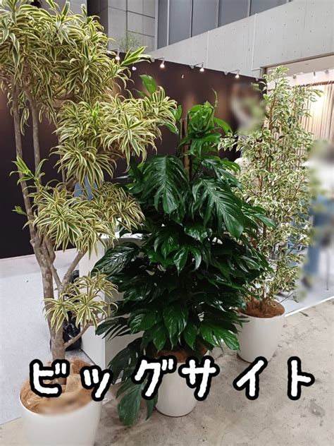 短期popupイベント撮影用観葉植物レンタル グリーンレンタルのヴェルジェ