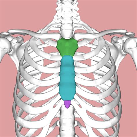 Xiphoid Process Nc Dna Day Blog