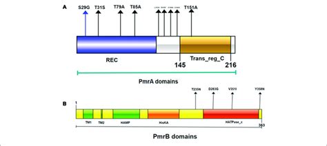 Domains Of The PmrA PmrB Two Component System And Positions Of All