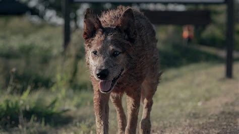 How Pet Sematary Bloodlines Director Found The Backstory In A Stephen