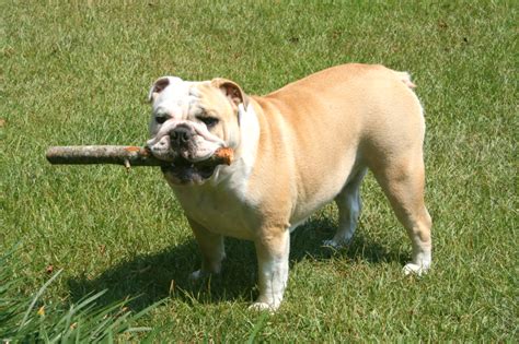 Olde English Bulldog vs. English Bulldog