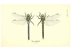 Reproducci N Reproduction British Dragonflies Odonata