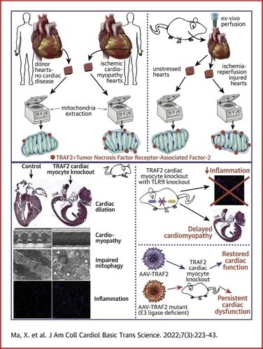 Traf2 An Innate Immune Sensor Reciprocally Regulates Mitophagy And Inflammation To Maintain