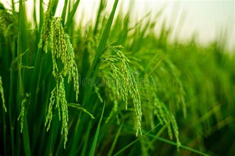 Green Paddy Or Rice Rural Farmland It S Organic Rice Fields Or Paddy