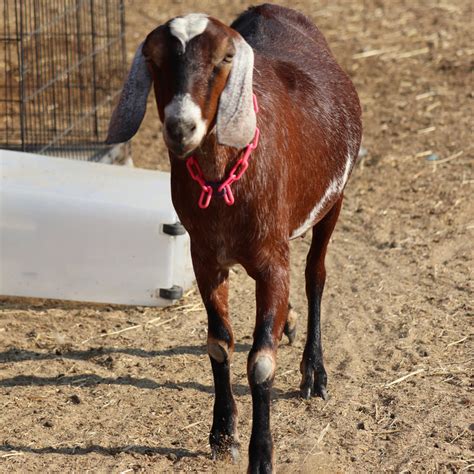 Miniature Nubian Goats