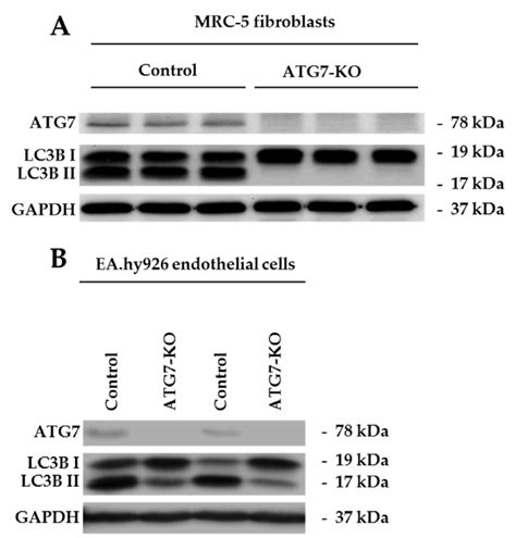 western blot analysis   atg knockout atg ko  endothelial