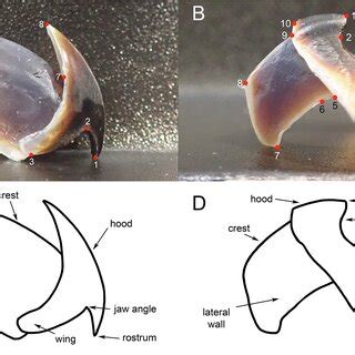 Location of the landmarks used to quantify beak shape in the upper (A ...