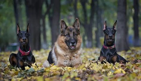 German Shepherd vs. Doberman Pinscher - PetTime