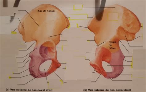 Diagram Os Coxal Quizlet